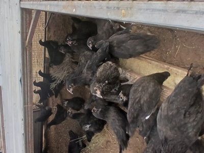 Black Australorp Pullets
