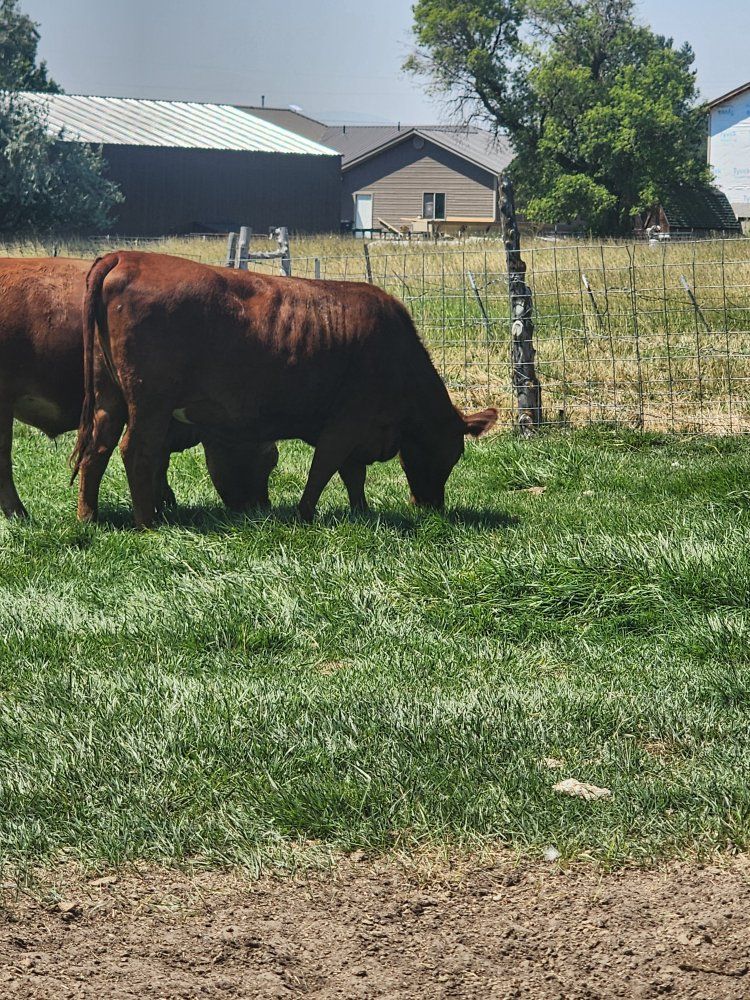 red heifers 