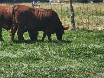 red heifers