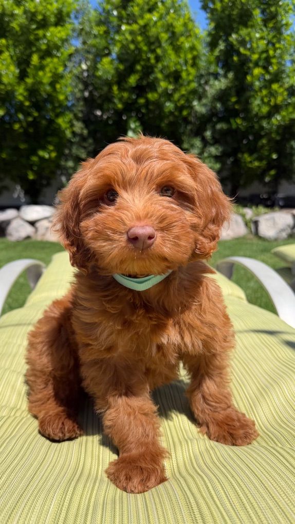Deep Red House Trained Mini Goldendoodle Girls