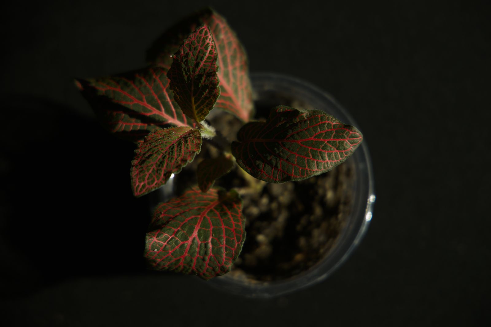 Main image 5