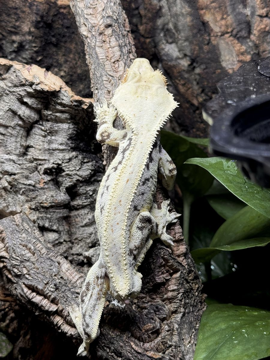 Lilly White Crested Gecko Male - Frostbite (30g)