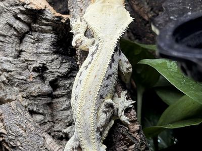 Lilly White Crested Gecko Male - Frostbite (30g)