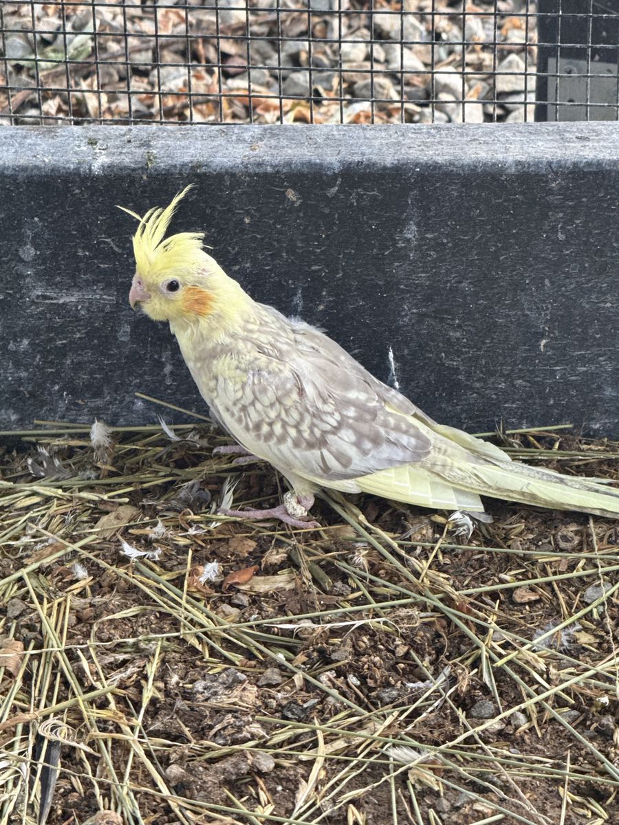 Cockatiel