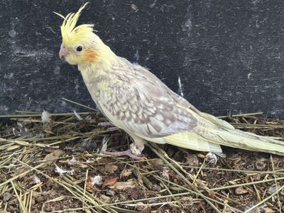 Cockatiel