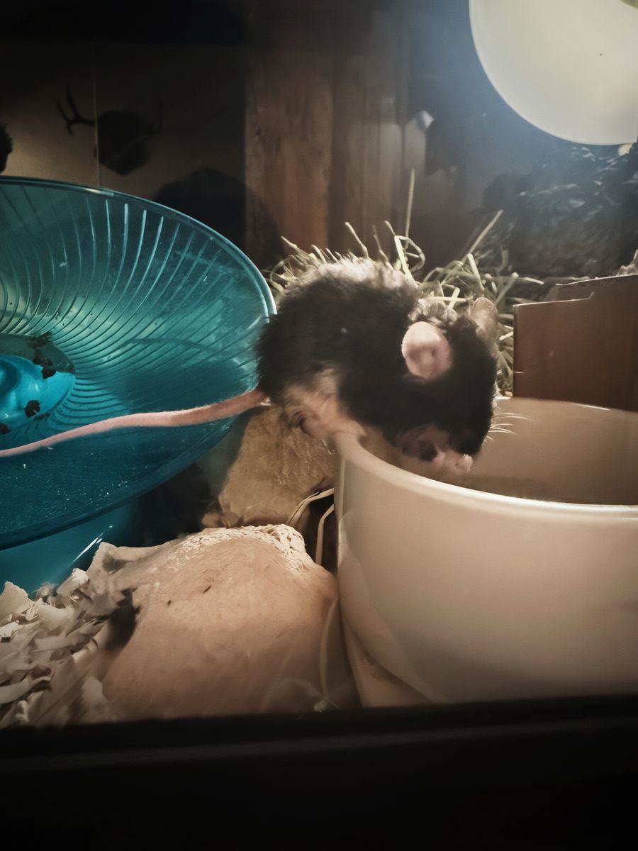 3 Female Curly Hair Mice + 25 Gal Tank