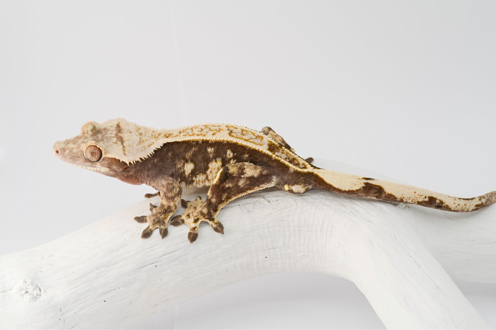 Pinstripe Crested Gecko