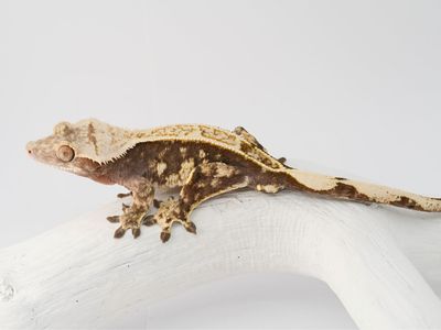 Pinstripe Crested Gecko