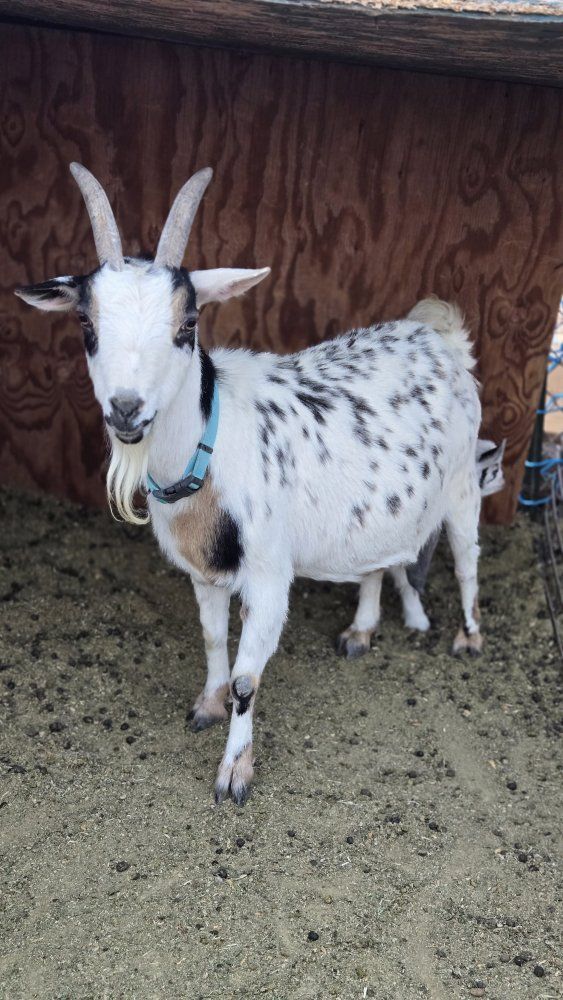 Nigerian dwarf mama and baby goat