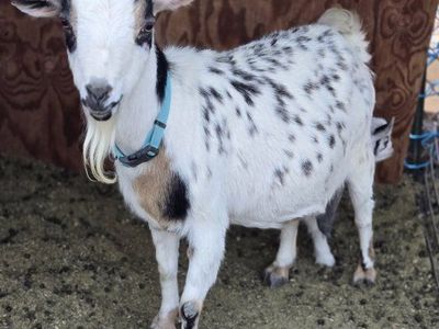 Nigerian dwarf mama and baby goat