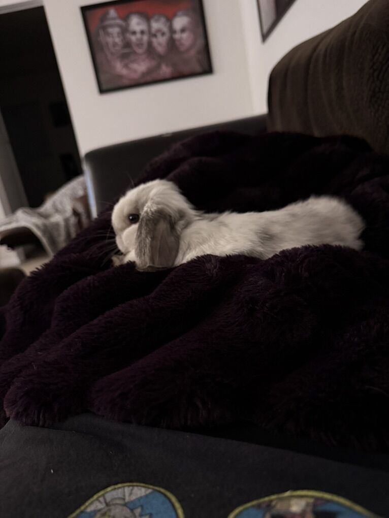 Lop Ear Bunny  With Hutch