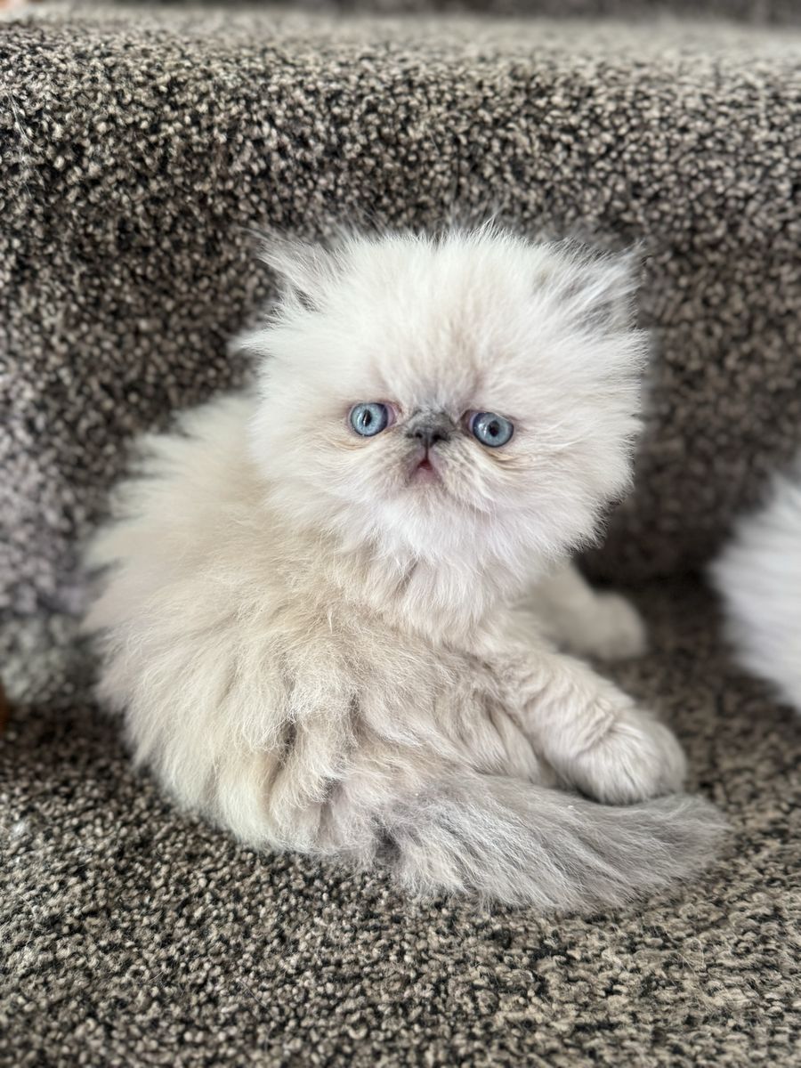 Purebred Persian Kittens