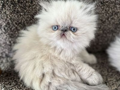 Purebred Persian Kittens