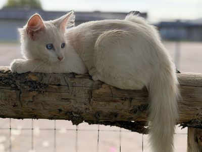 Cream Point Ragdoll Like Female Kitten