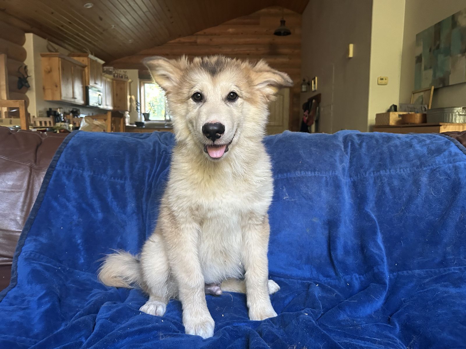 Hypoallergenic Golden Indian Dog Puppies – Ready for Their Forever Homes!
