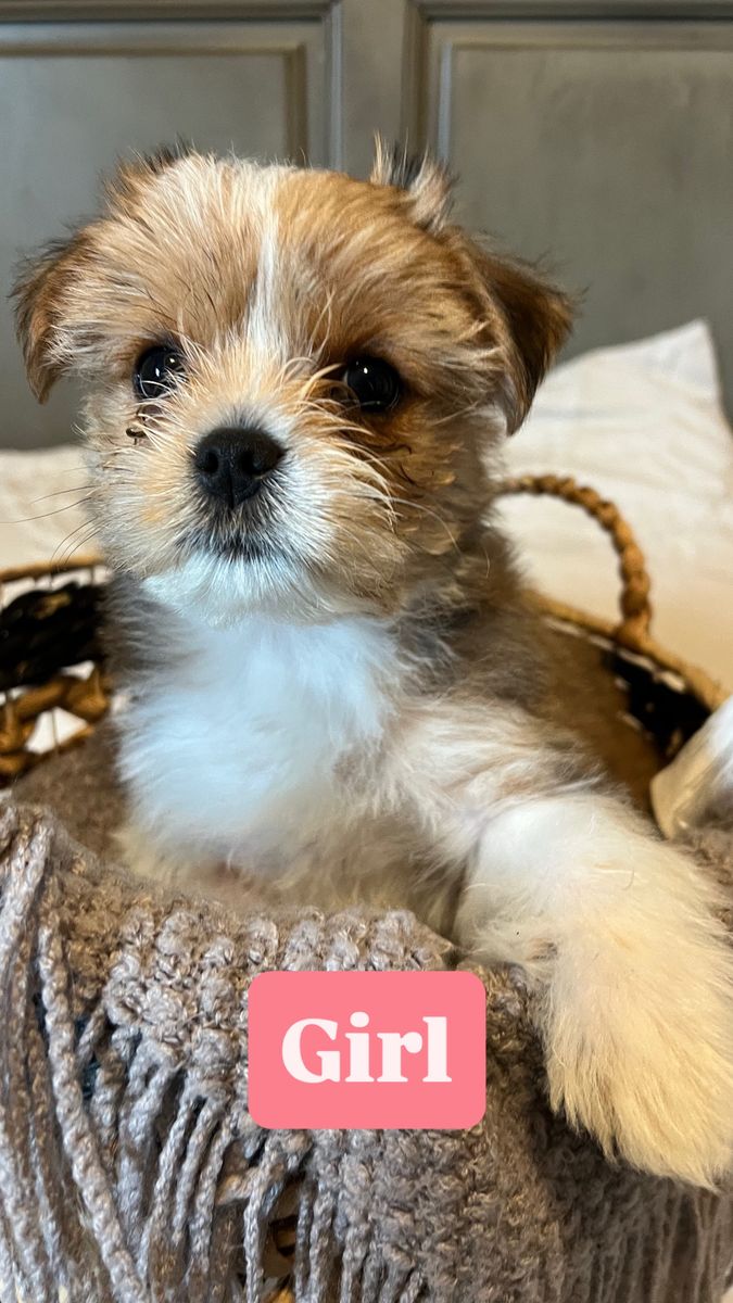 Yorkie Poo Puppies