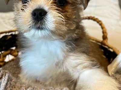 Yorkie Poo Puppies