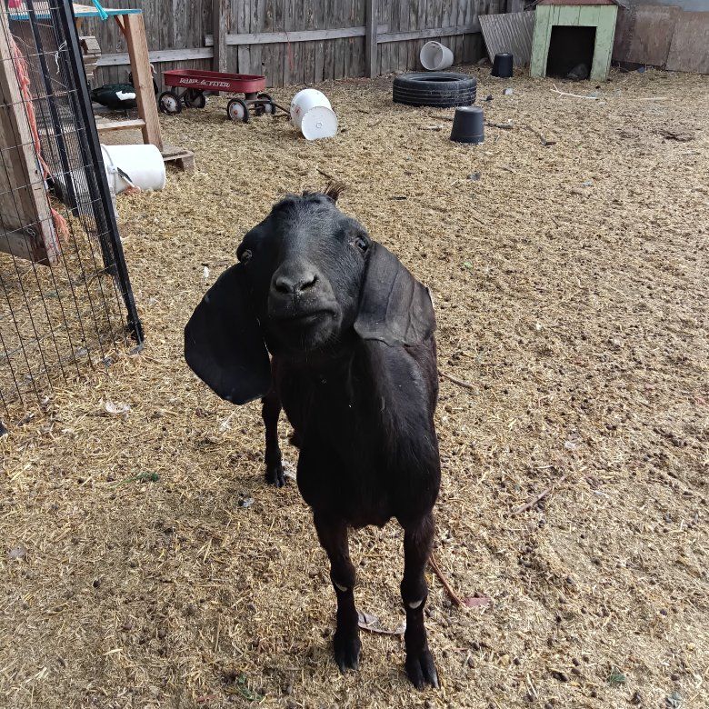 100% abga doe- possibly pregnant