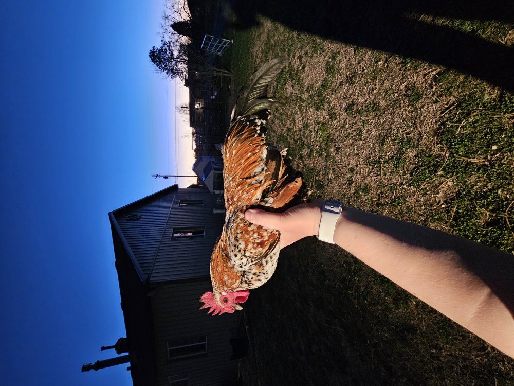 Bantam Breeding trio