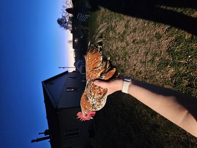 Bantam Breeding trio