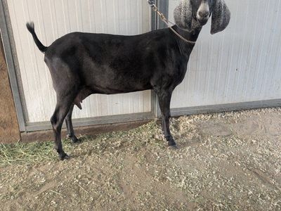 Baby doe kids for sale!