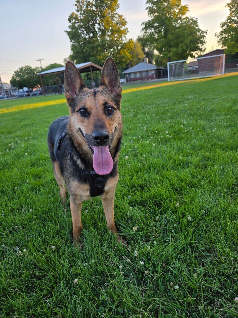 Rehome No fee German/Aussie Shepherd