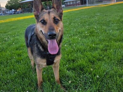 Rehome No fee German/Aussie Shepherd