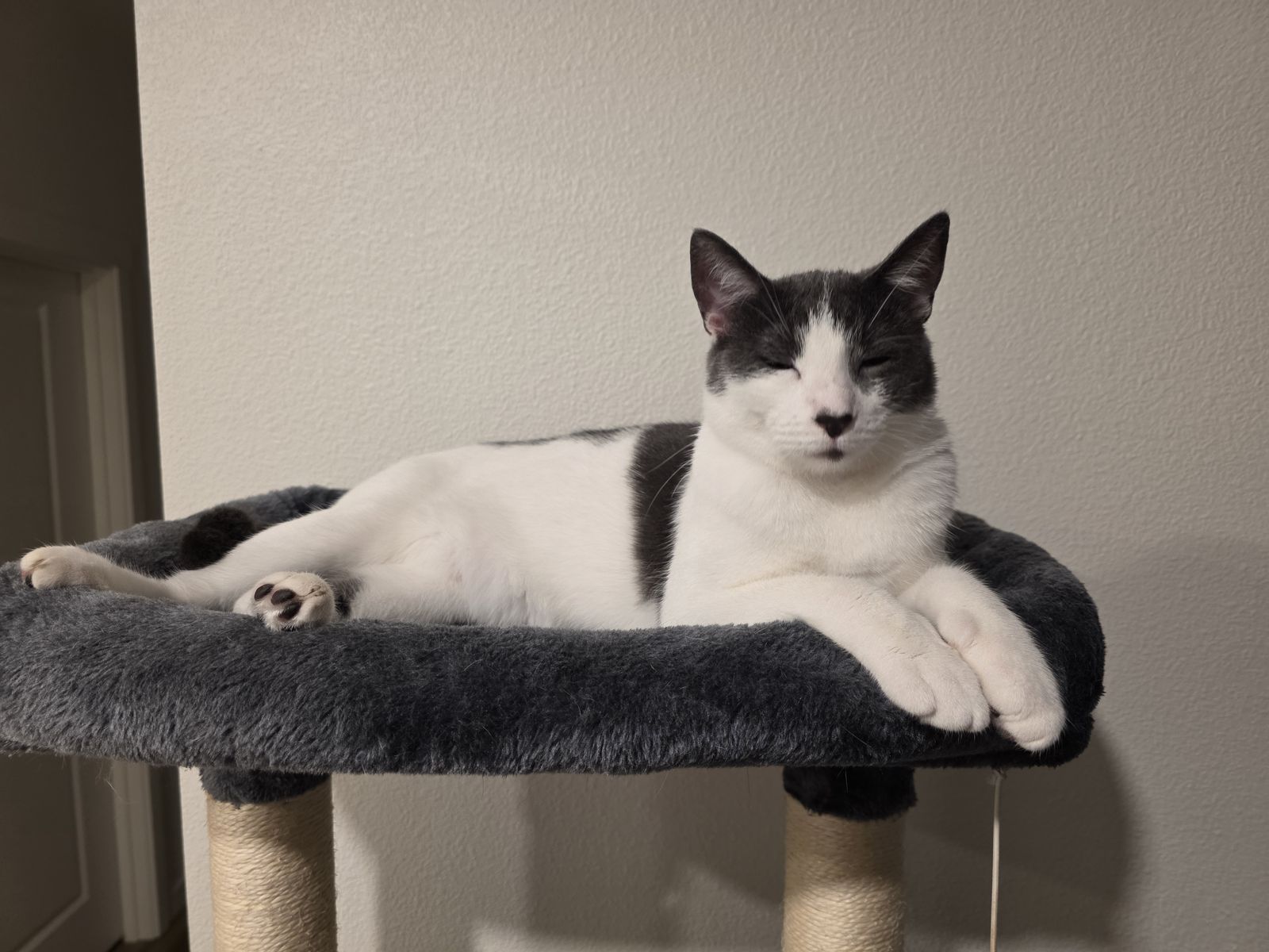2 year old cat