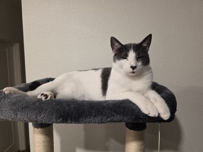 2 year old cat