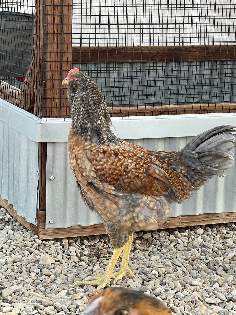 Free 4 month old rooster 