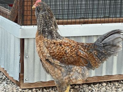 Free 4 month old rooster