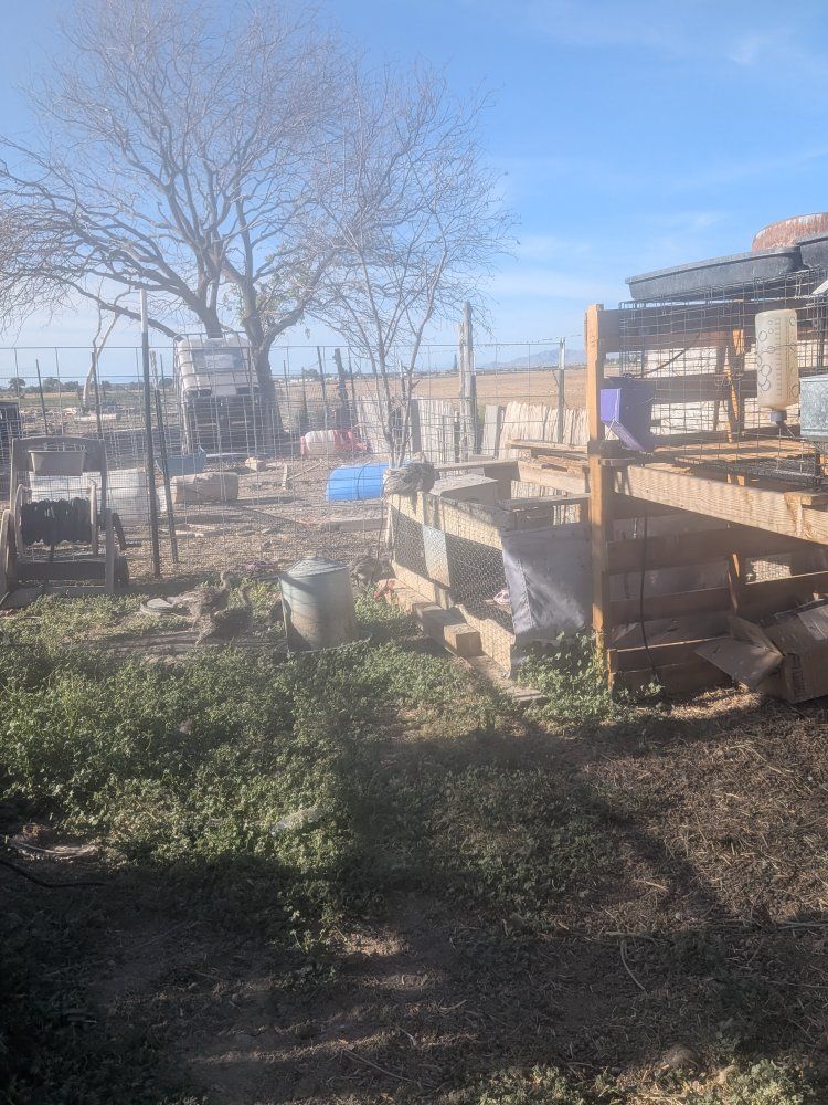 Narragansett Turkey Poults -Coup Ready