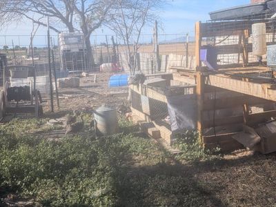 Narragansett Turkey Poults -Coup Ready