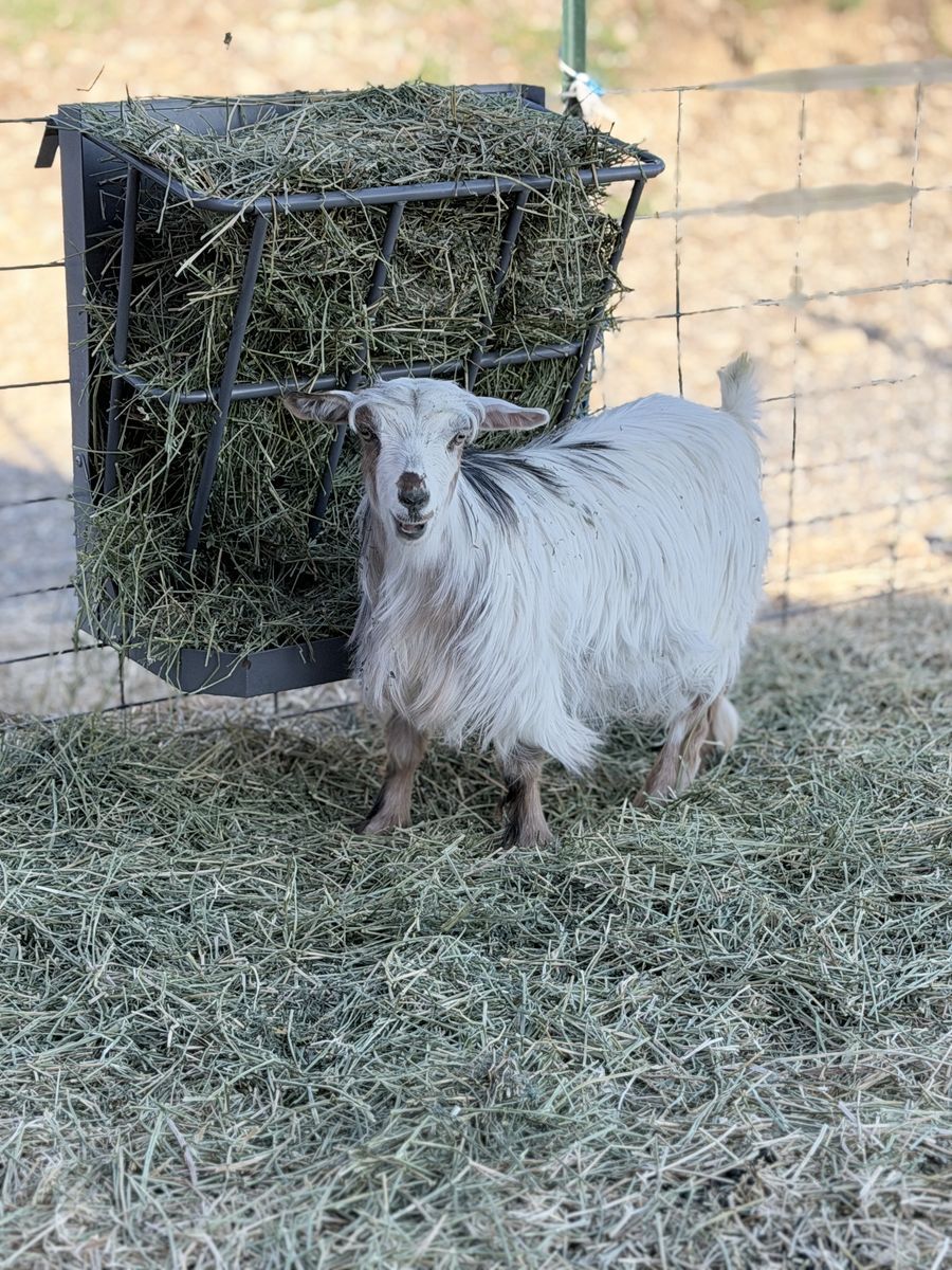 6 month old silky fainting doeling goat