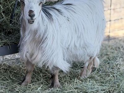 6 month old silky fainting doeling goat