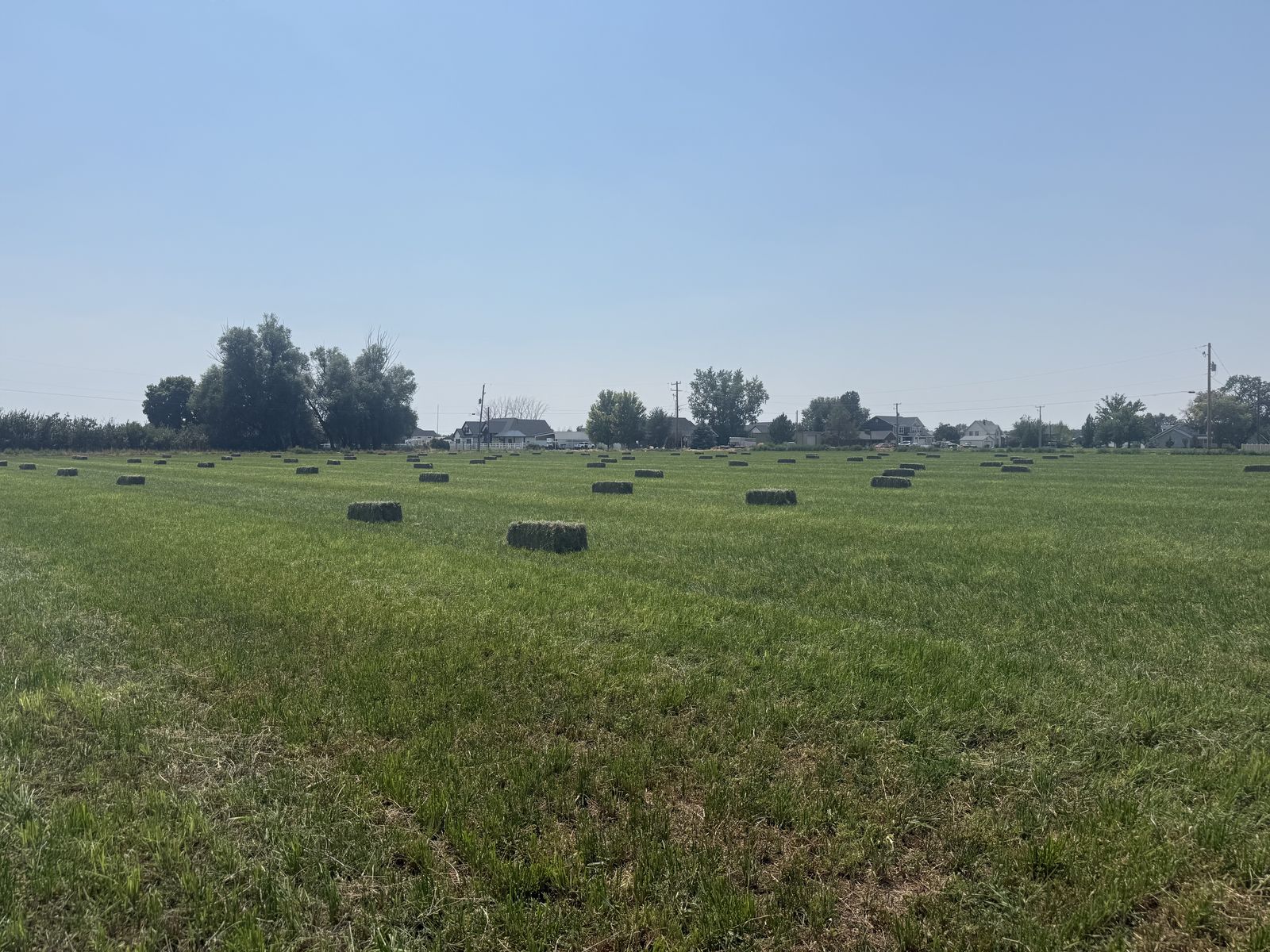 Alfalfa grass hay 50/50