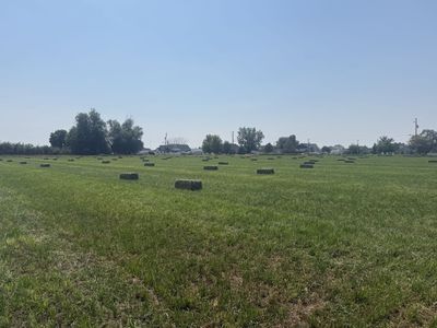 Alfalfa grass hay 50/50