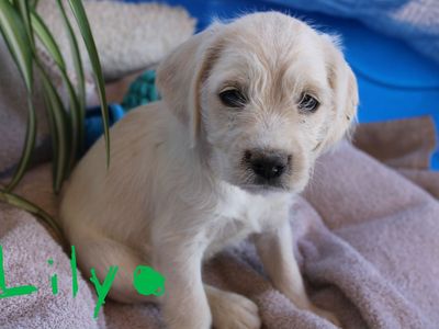 Schnocker puppies. Cocker spaniel and schnauzer mix.