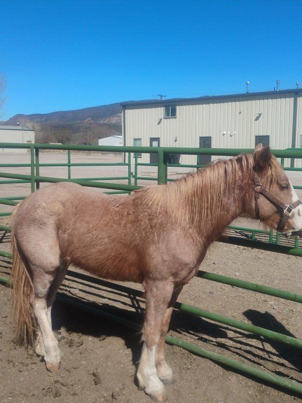 2 year old red roan gelding
