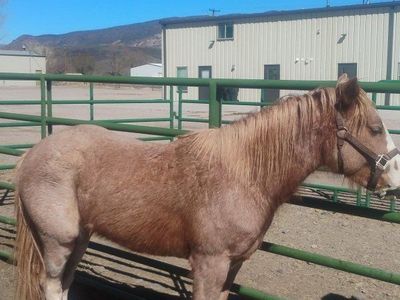 2 year old red roan gelding