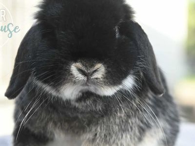 Otter Holland Lop Buck