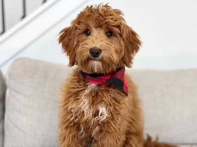 Duke - 18 lbs -/- 19.7% GR Multigen Toy/Mini Goldendoodle Stud