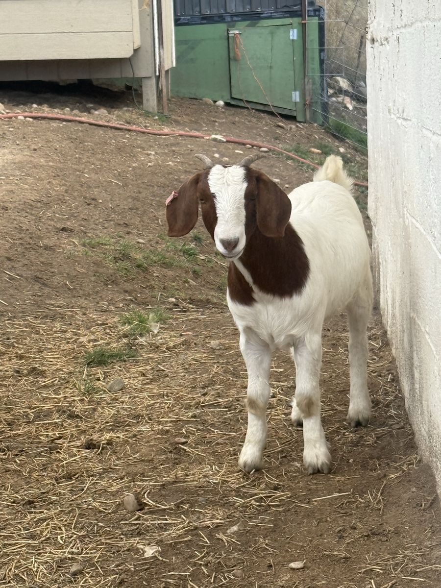 Boer doe 