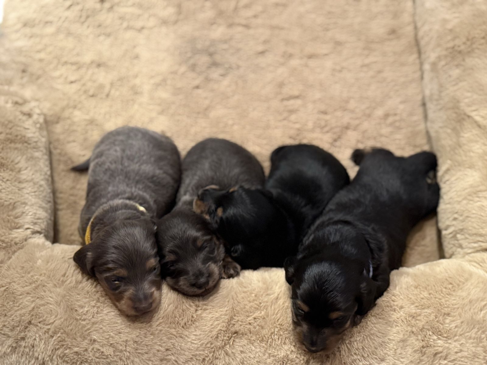 AKC Registered purebred mini dachshund puppies