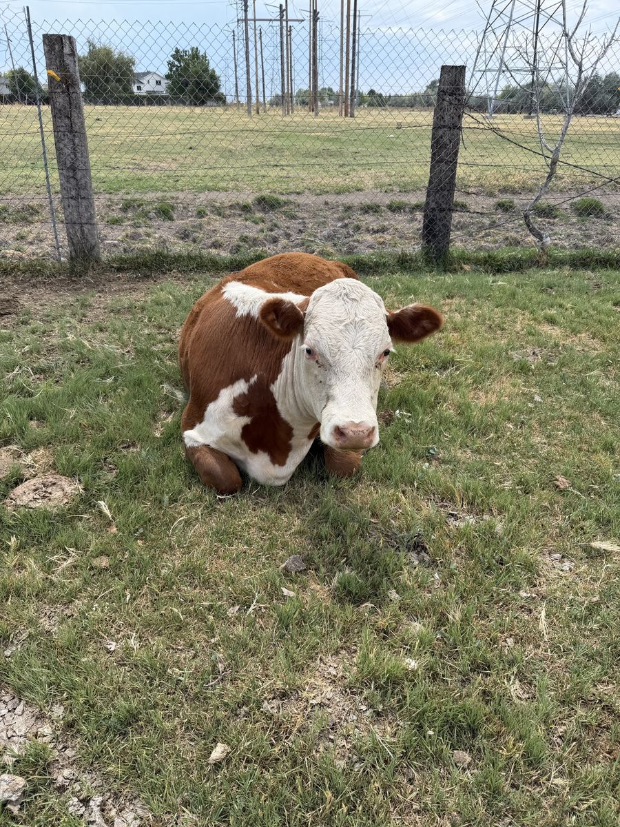 Purebred Hereford cow (pregnant)