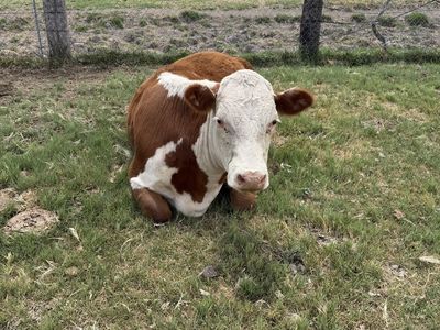 Purebred Hereford cow (pregnant)