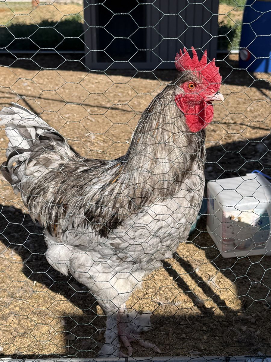 Splash Maran Breeding Group