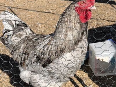 Splash Maran Breeding Group