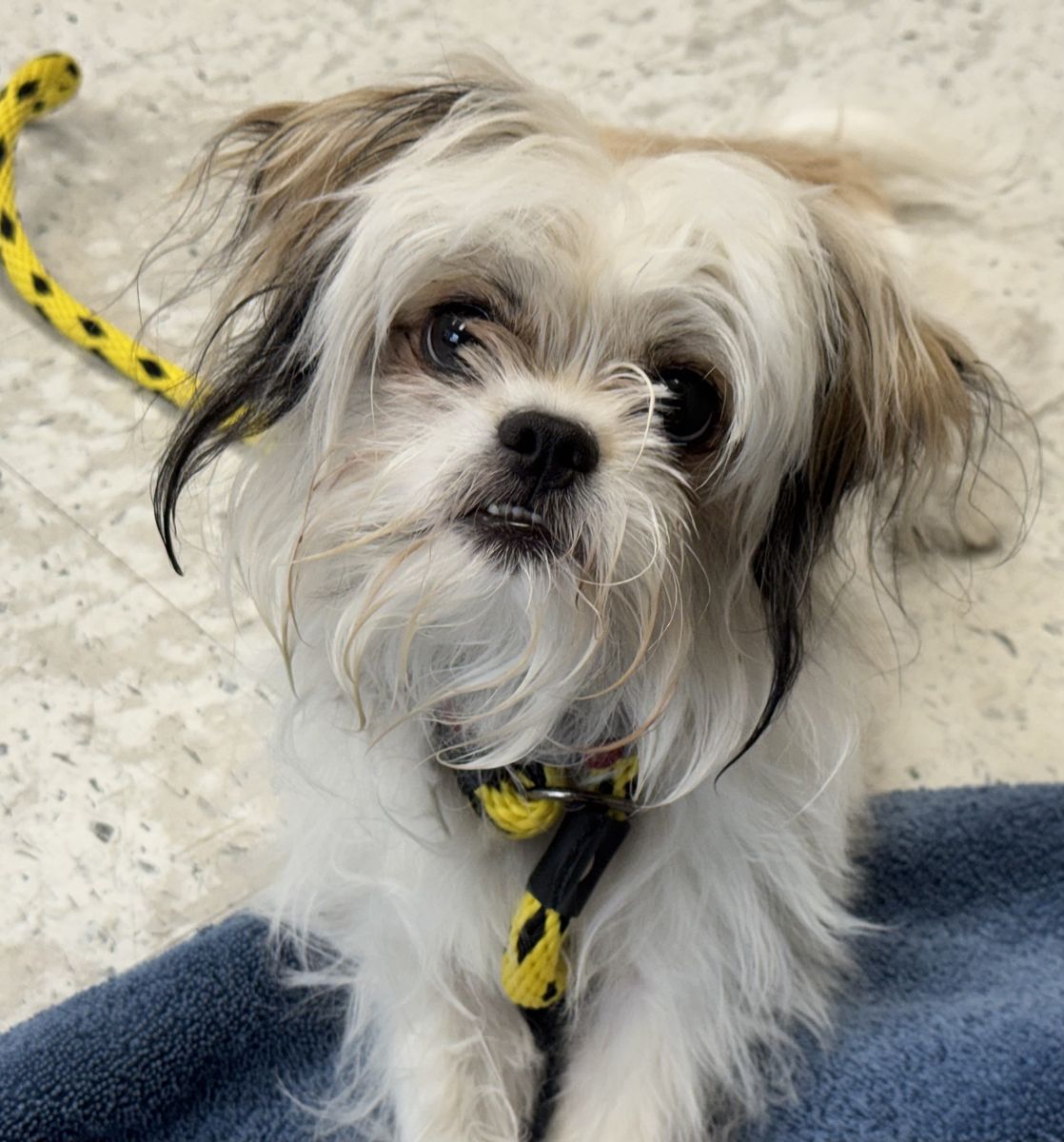 A164256 Kai, Available for Adoption
