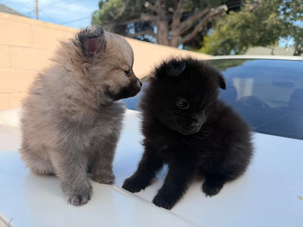 mini pomeranian brown boy and ️black  female
